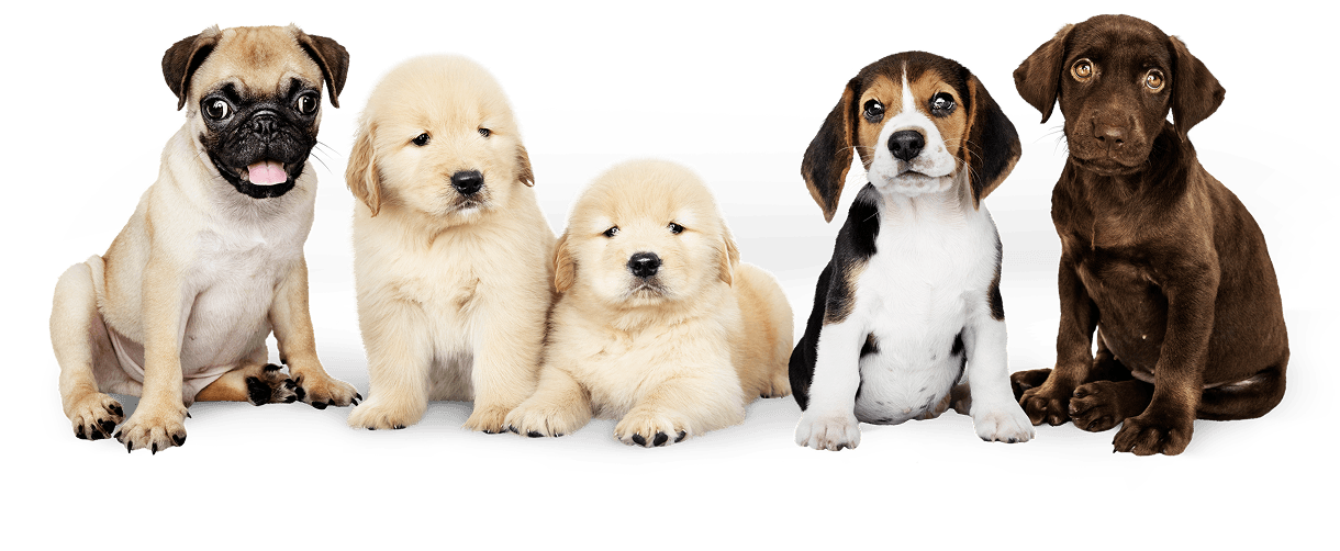 Pet Image